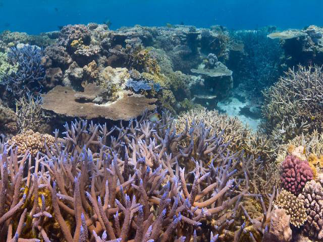 グレートバリアリーフのサンゴ礁