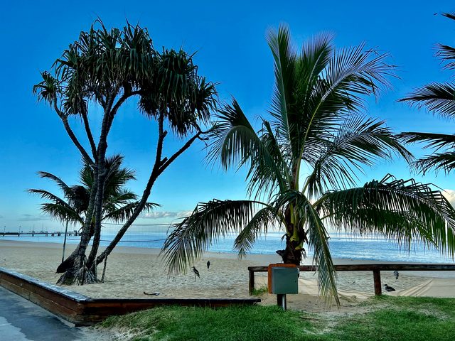 青い海を泳ぐイルカを船上から眺めるオーストラリアのイルカウォッチング風景