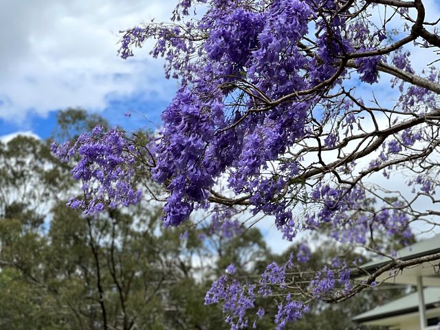 オーストラリア・ゴールドコーストの春を彩る紫色のジャカランダの花