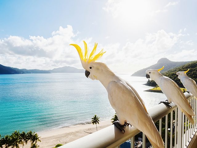 ハミルトン島の海を望むバルコニーに並ぶキバタン