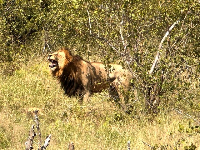 南アフリカのクルーガー国立公園サファリで観察するライオン