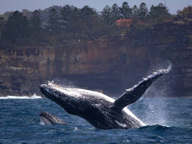 シドニー沖のホエールウォッチングで海面からジャンプするザトウクジラ