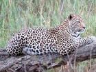 クルーガー国立公園にはビッグファイブがたくさん生息しています