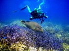 サンゴ礁の海でスノーケリングやダイビングを