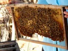 メコン川クルーズで訪れるハチミツ農園