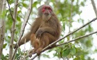移動中に野生のサルやシカに遭遇することも