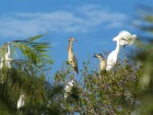 マングローブに生息する鳥を観察しよう