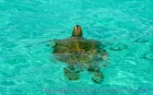 海ガメにも会えるかも