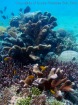 マンタナーニ島の元気なサンゴ礁