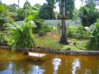 ジャングルに近い状態で飼育しているリハビリセンター