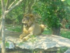 迫力満点！タイ サファリ・ワールドのライオン