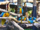 タイ サファリ・ワールドで見られるカラフルな鳥