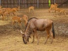 タイのサファリパークで野生動物をじっくり観察しよう！