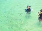 マレーシアの海で魚と戯れる！