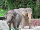 シンガポール動物園の象