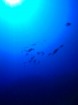 感動的な海の世界