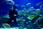 色とりどりの魚達