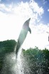 最大水深約10mの海の中でドルフィンと遊ぶ！