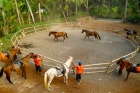 バリ島のお馬さんに乗る前に説明を受けます