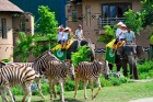 バリ島の象に乗って動物園をお散歩