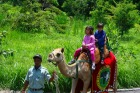 バリ島初のサファリパークでキャメルライド