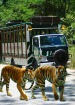 ジャングルホッパーのサファリトラムツアー