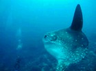 バリ島ダイビングではマンボウに出会うことも