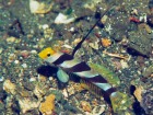 バリ島でのダイビングで出会う可愛い熱帯魚