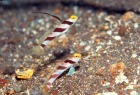 バリ島でのダイビングで出会うヒレナガネジリンボウ