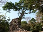 空中宮殿のガジュマールに浸食された遺跡