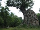 空中宮殿のガジュマールに浸食された遺跡