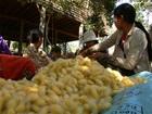 繭からシルクを作るカンボジアの女性たち