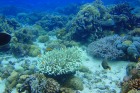 キレイな海中の世界
