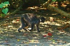 バコ国立公園で見られる野生の猿