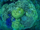 バラエティー豊富で元気なパラオの珊瑚