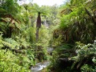珍しい巨大なシダ植物