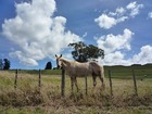 ニュージーランドの馬と大自然を体感