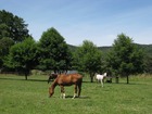 馬がのんびりと暮らすワークワースの牧草地帯