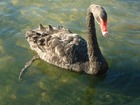 ロトルア湖の黒鳥