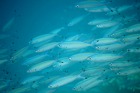 とにかく魚影が濃い