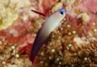 アケボノハゼ