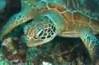 ウミガメ