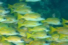 魚いっぱい