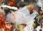 ハダカハオコゼ