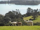 アルパカがのんびりと歩くニュージーランドの風景
