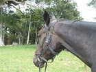 おりこうなニュージーランドの馬