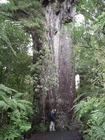 先住民マオリの人々も特別な存在と崇める巨木