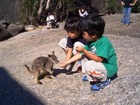 こんなに近くでロックワラビーに触れあえます