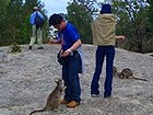 ロックワラビーに餌付け