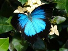 幸せの青い蝶 ユリシス